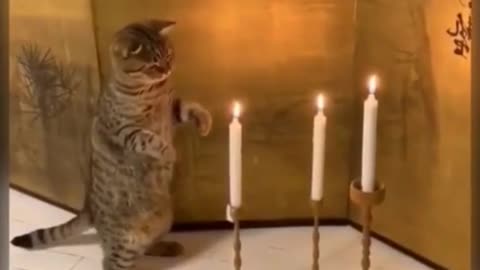 Kitten Playing With Candle Fire.