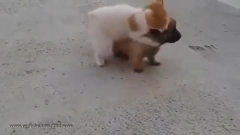 Cute puppy and kitty play together