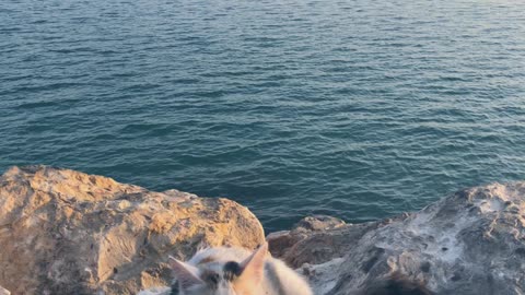 Fanny Cat 🙀 relaxing On the Rock With a nice Background