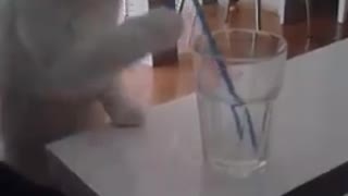 Little kitty wants to drink through a straw