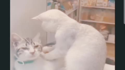 Pets Playing funny video