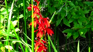 Cardinal Flower