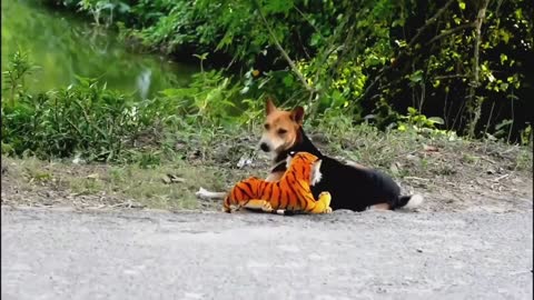Funny Video || Prank Video Compilation 2021 Fake Tiger vs Real Dog So Funny