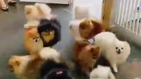 Aww so cute baby Pomeranian dogs