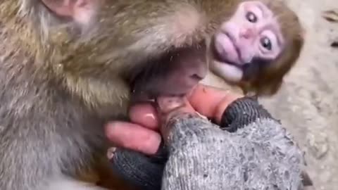 Monkey with baby