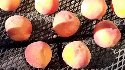 Peaches Ripening In The Sun