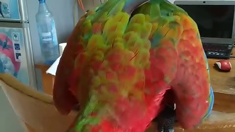 the parrot is so cute and very intelligent