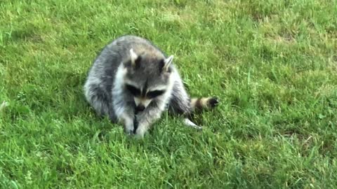 Backyard lazy raccoon