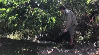 Venomous Snake Retrieved Inches From Boy