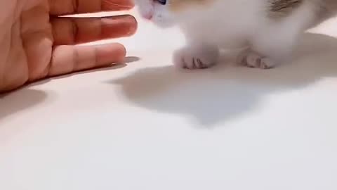 So cute kitten