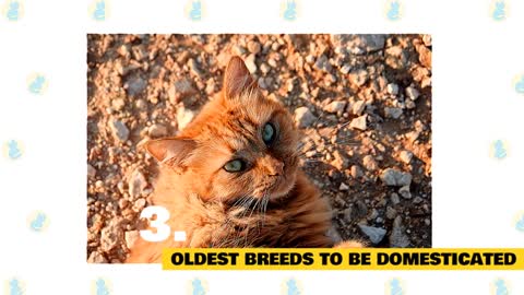 Cyprus Cats 101 : Fun Facts & Myths