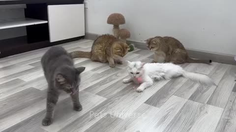 Cats virai videos