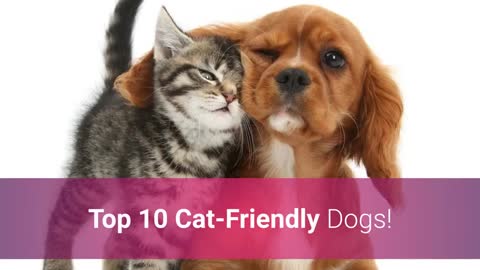 List Of Top 10 Cat Friendly Dogs