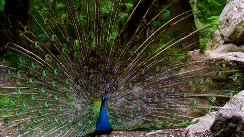 Cute birds in nature