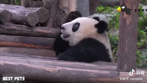 FUNNIEST CUTE PANDA Video Compilation