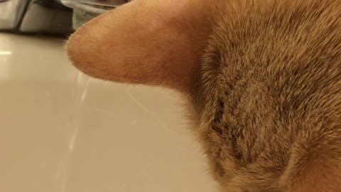 This cat loves water