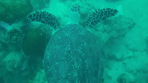 Turtle Wondering in the transparent Sea