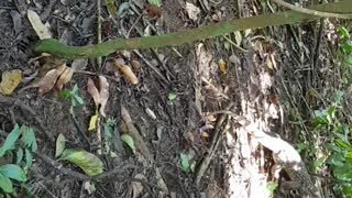 Wild Monitor Lizards Caught Mating