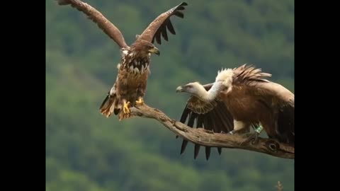 Eagle VS Vulture 🦅🦅who will win