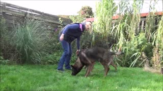 Amazing dog tricks with 2 dogs