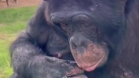 The gorilla 😀😀