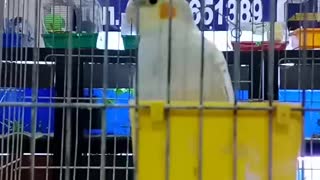 Very fast parrot