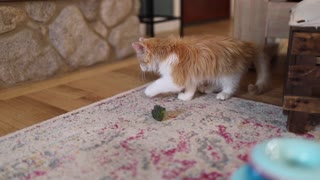 Cat plays with a piece of broccoli