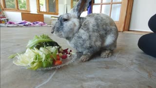 Bunny Breakfast with Wylee