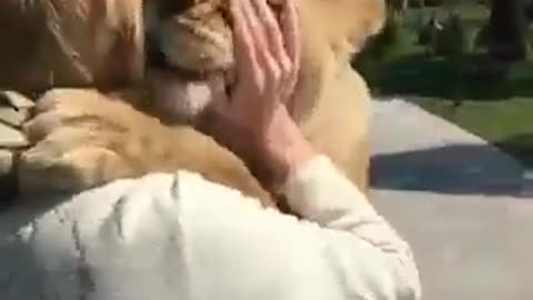 In New Zealand, a woman raised two lion cubs