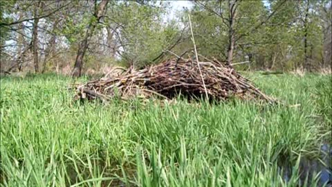 Blowing up beaver dams with tannerite