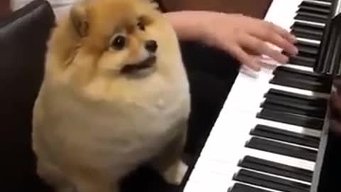 Dog plays piano soo cute