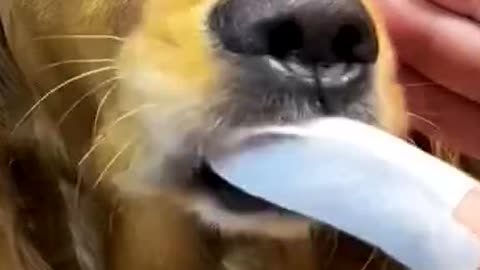 What to do if a dog is lazy to brush his teeth?