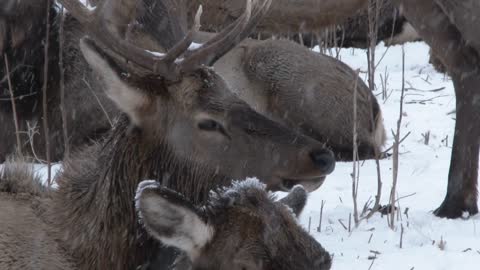 Bull Elk Walking Through Herd