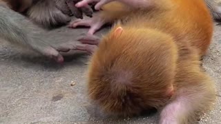 baby monkey picks up something on the ground and puts it in her mouth😄