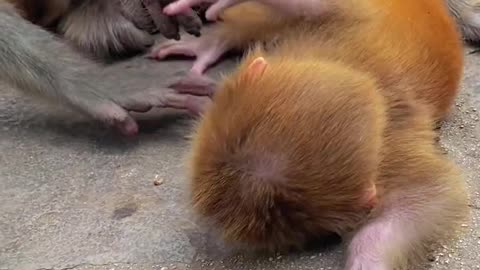 baby monkey picks up something on the ground and puts it in her mouth😄