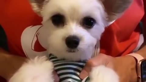 Top Funny Cute Dog Videos