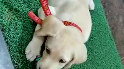 Small male lab puppy playing with bottle