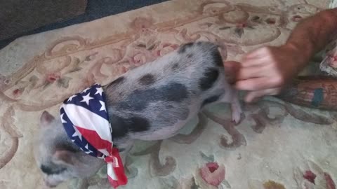 Funny Political Pot Bellied Pig