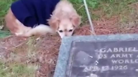 Dog refuses to leave her military daddy's grave