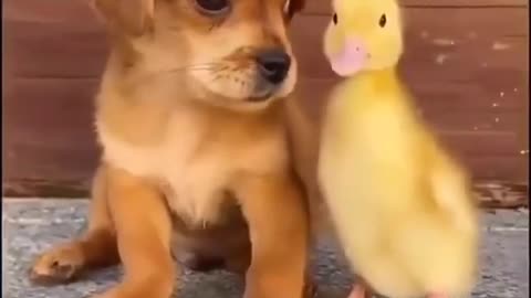 Cute Dog & Duck