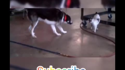 Short video ll dog cat fights