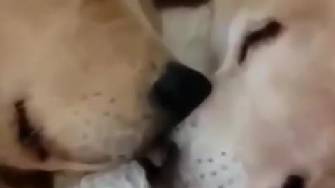 How cute dogs sleep