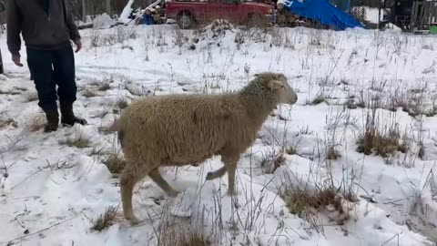 Woolie Nelson Arrives on the Farm