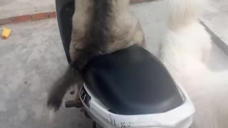 dog drive a motorcycle