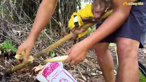 Bibi experiences harvesting bamboo shoots with Dad!