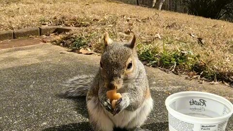 When Mika The Squirrel found her stash of food 🐿️