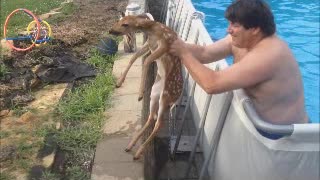 Man Saves Baby Deer From Aboveground Swimming Pool