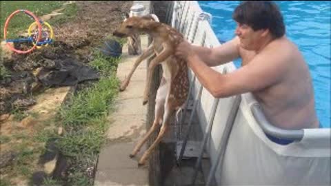 Man Saves Baby Deer From Aboveground Swimming Pool