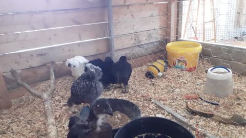 Chickens In Their Bigger Coop Day #26