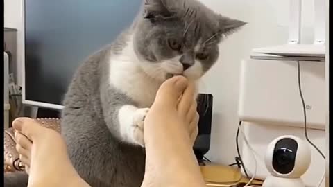 Cute cat trying to eat his thumb like lollipop 🍭🍭